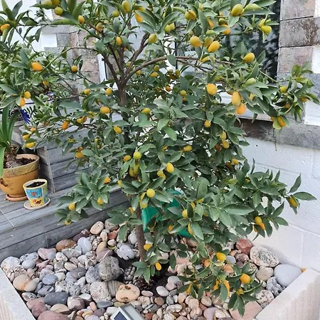 Tatil Evi Casa Coqueta *